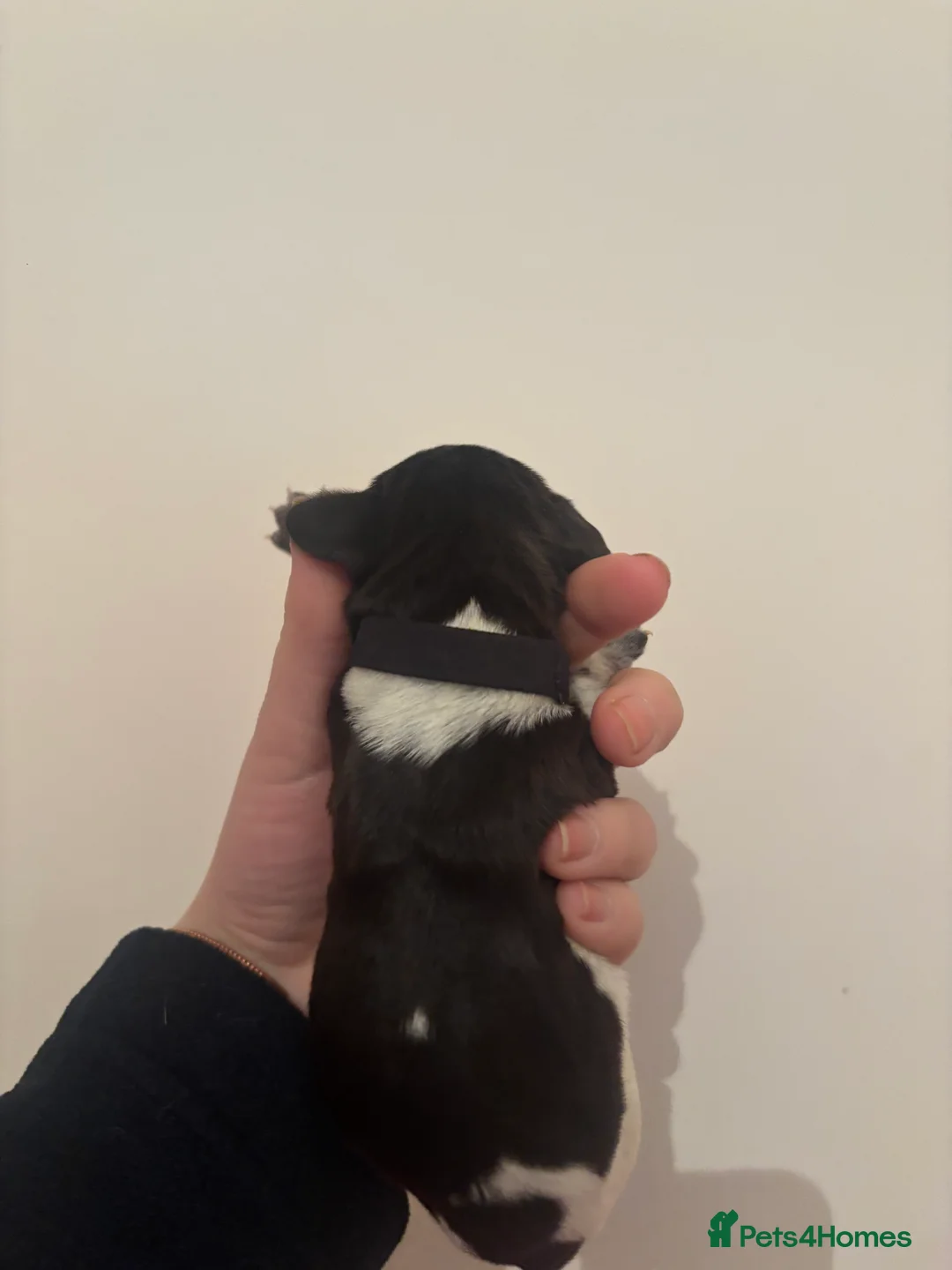 German Wirehaired Pointer dogs for sale: Stunning German wire hairs pointers  - Advert 10