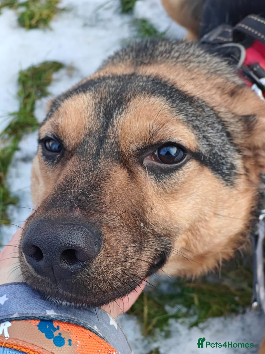 Mixed Breed dogs for adoption: 💙MOZART-low medium 1 yo boy looking for safety💙 - Advert 14