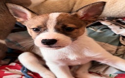 Mixed Breed dogs for sale: Siberian Husky X Staff/Lhasa Apso. Only 2 left!!  - Image 18