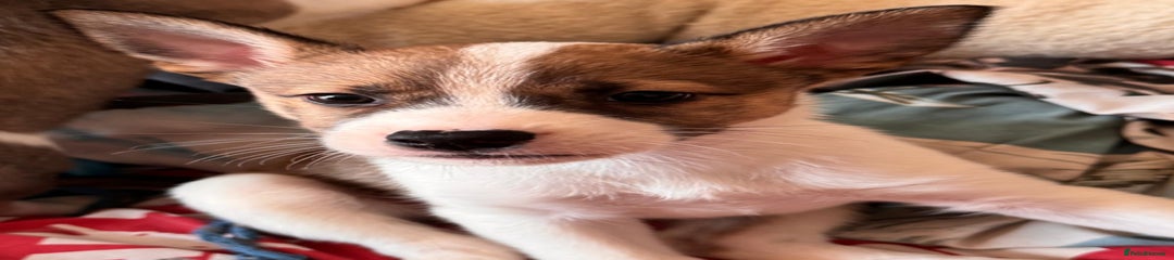 Puppy 4- AVAILABLE 