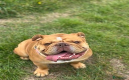 English Bulldog dogs for sale: Willow - Image 5