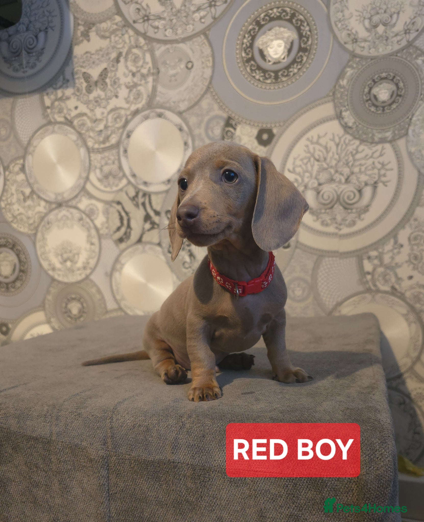Miniature Dachshund dogs (LAST 2 PRICE REDUCED £900!) KC Reg Mini Dachshund - Advert 2