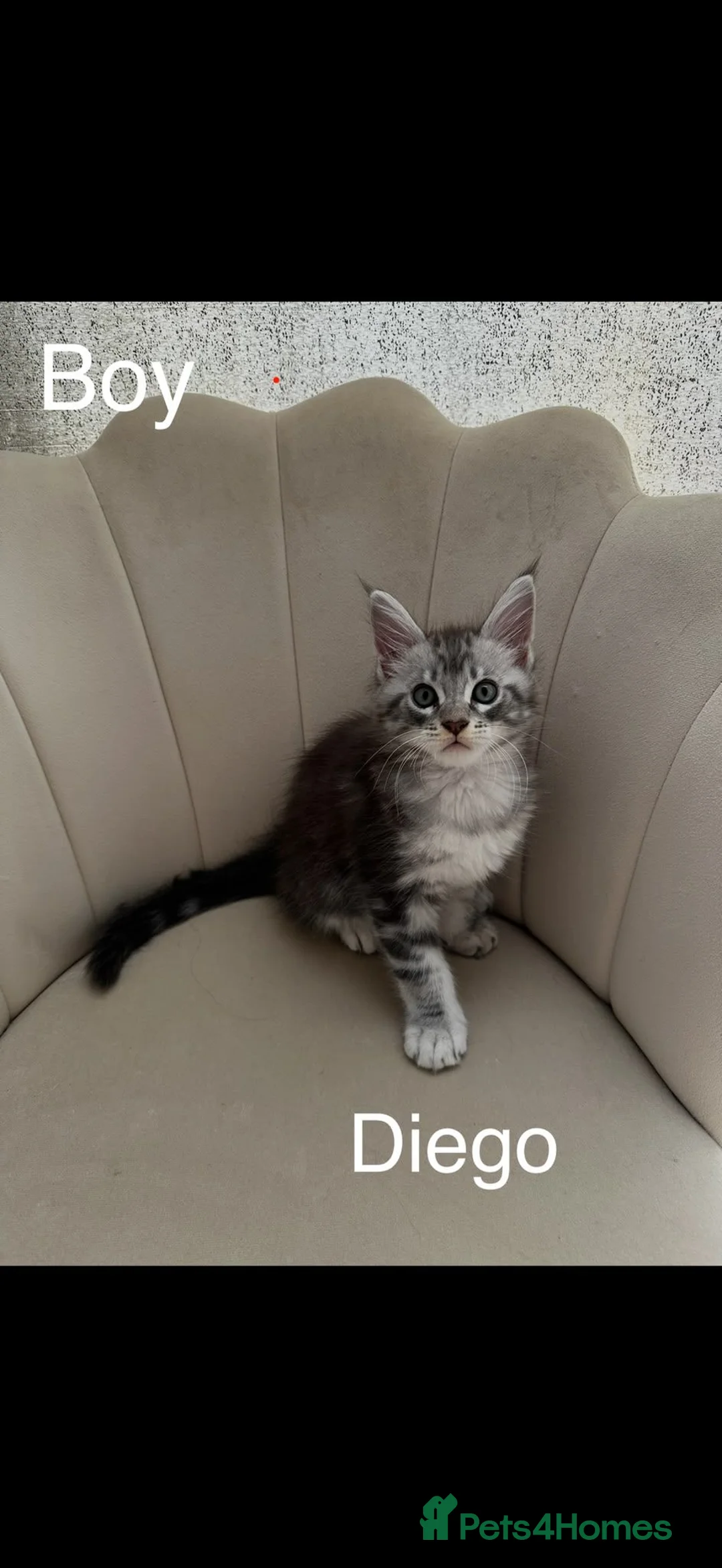 Maine Coon cats for sale: Maine Coon Kittens - Advert 10