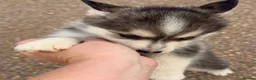 Pomsky dogs for sale: 6 beautiful pomsky 3 girls 3 boy ready to leave  - Advert 14