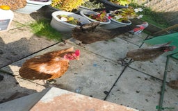 Chickens poultry for sale: 7 chickens looking for new home  - Image 6