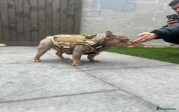 French Bulldog dogs for sale: Lilac puppy boy micro lines  - Image 8