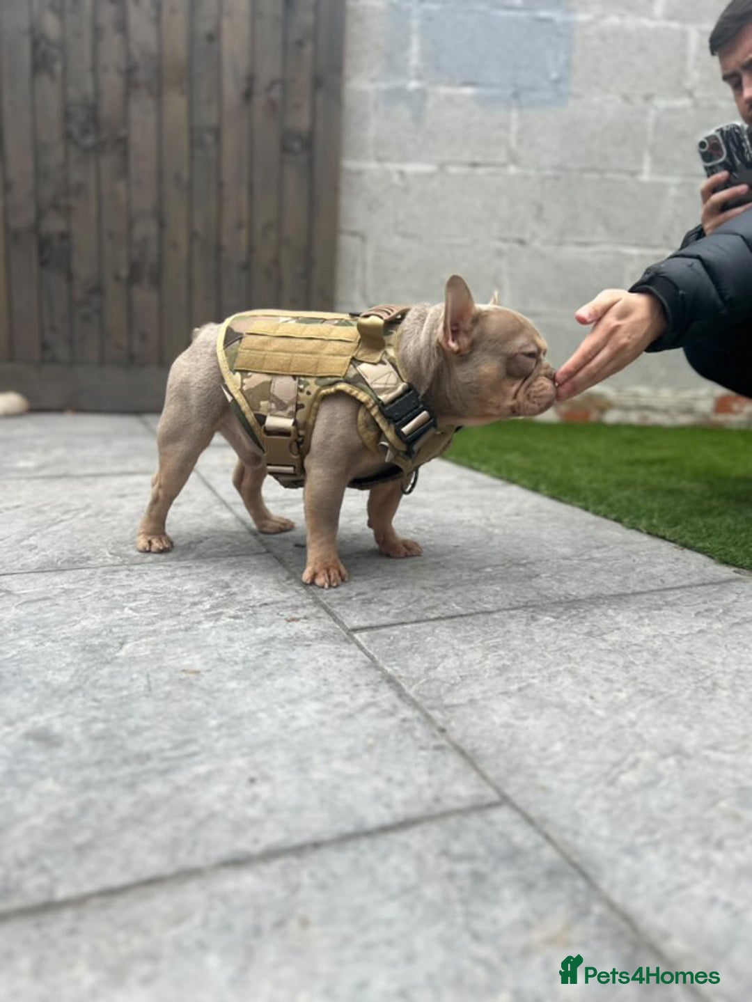 French Bulldog dogs for sale: Lilac puppy boy micro lines  - Image 8
