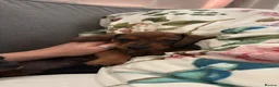Miniature Dachshund dogs for sale: Miniature dachshund - Advert 6