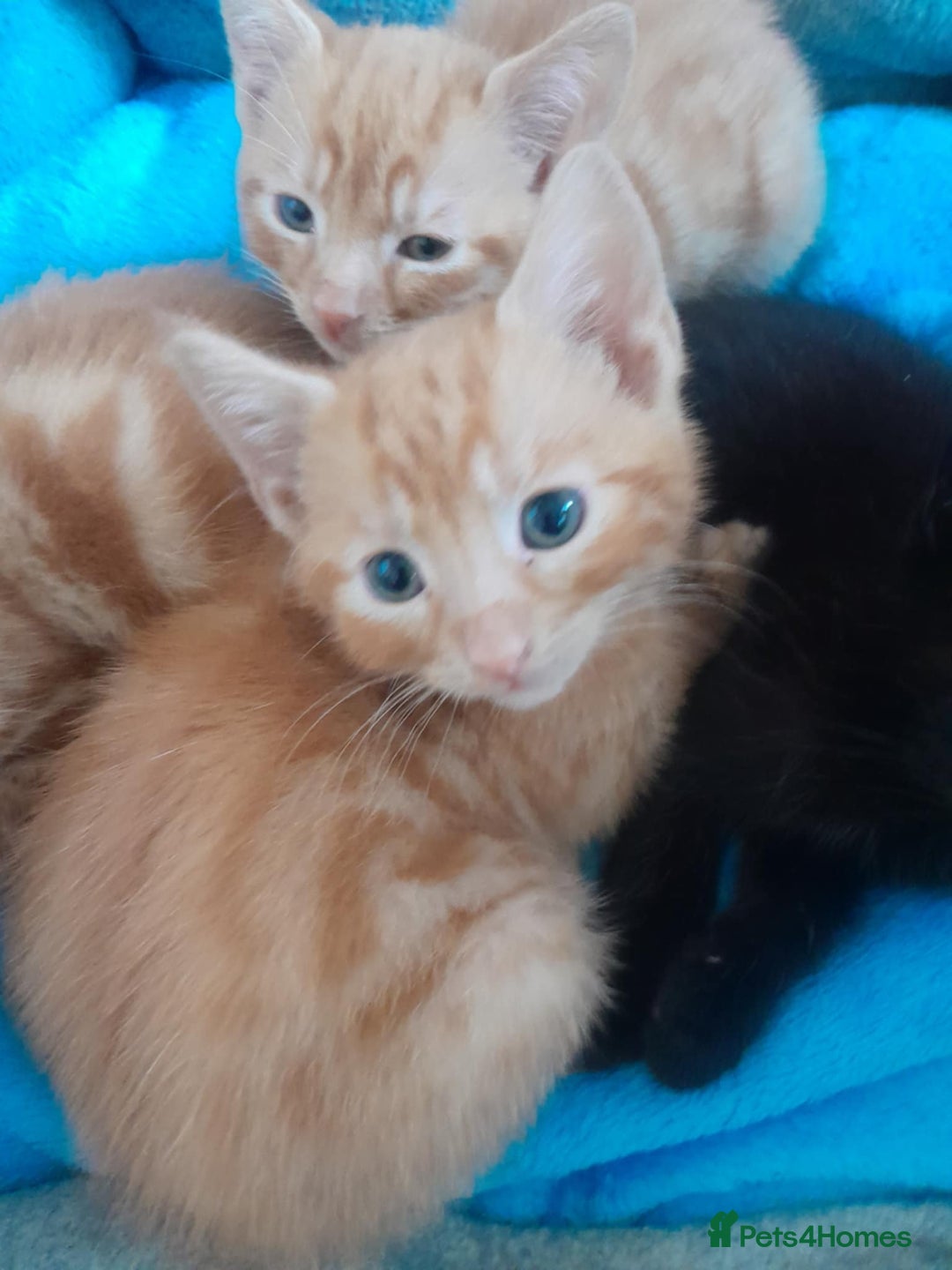 British Shorthair cats for sale: Beautiful kittens  - Image 5