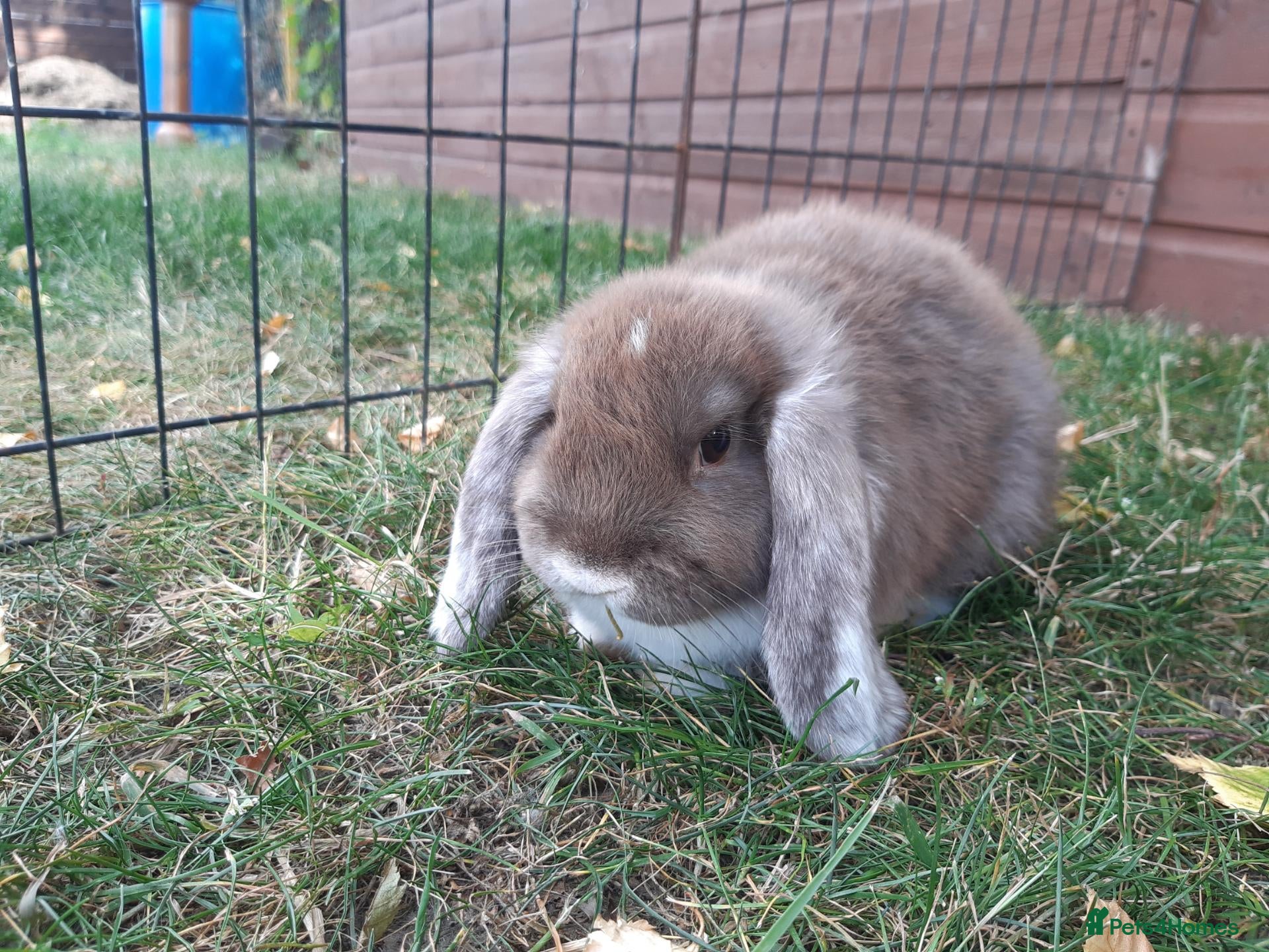 Mini Lop rabbits Gorgeous Mini lops child friendly  - Advert 10