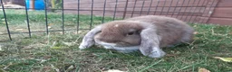 Mini Lop rabbits for sale: Gorgeous Mini lops child friendly  - Advert 1