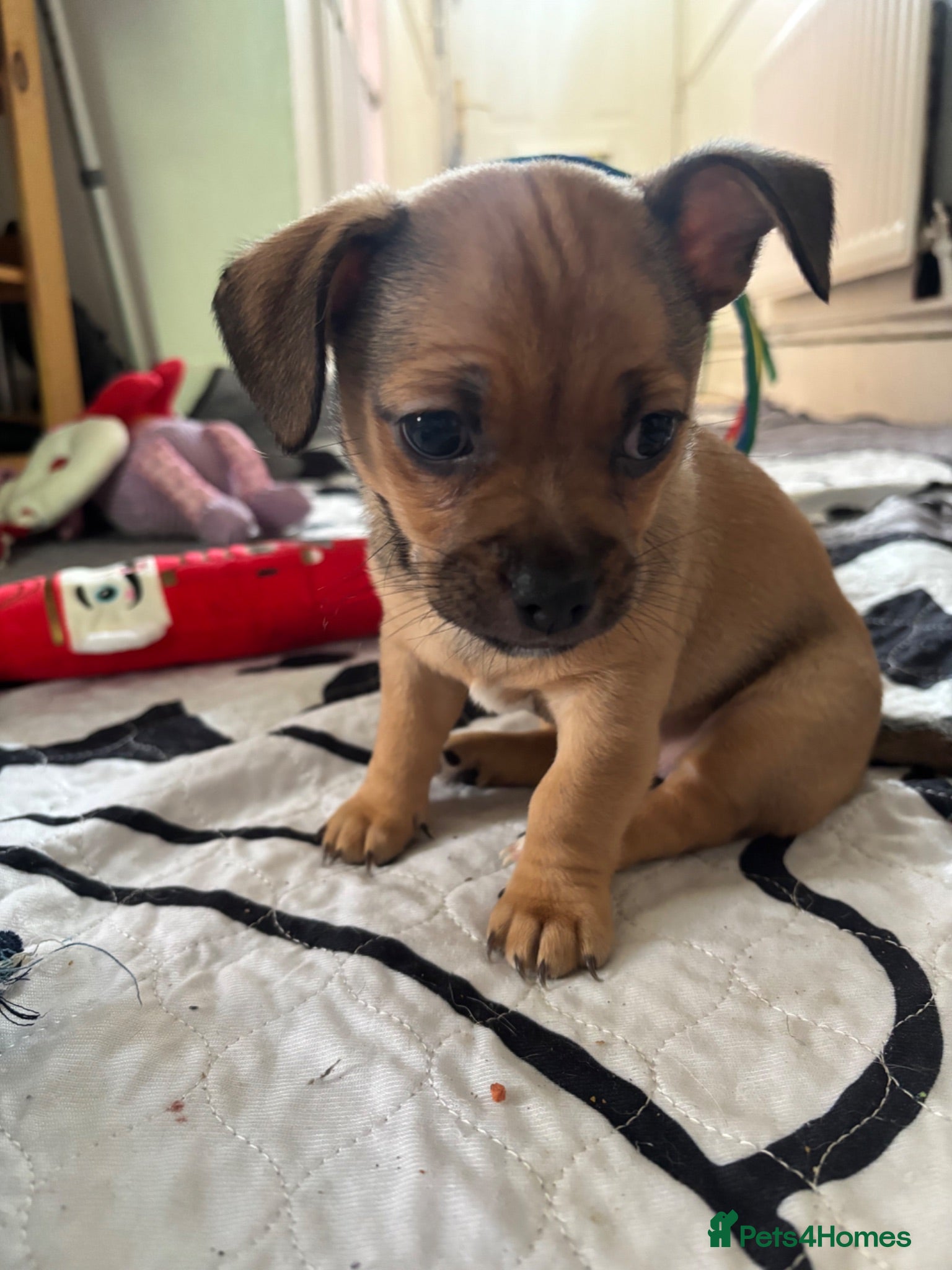 Mixed Breed dogs 2 Beautiful girls  - Advert 6