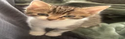 Domestic Shorthair cats for sale: Tabby cat kittens  - Advert 9