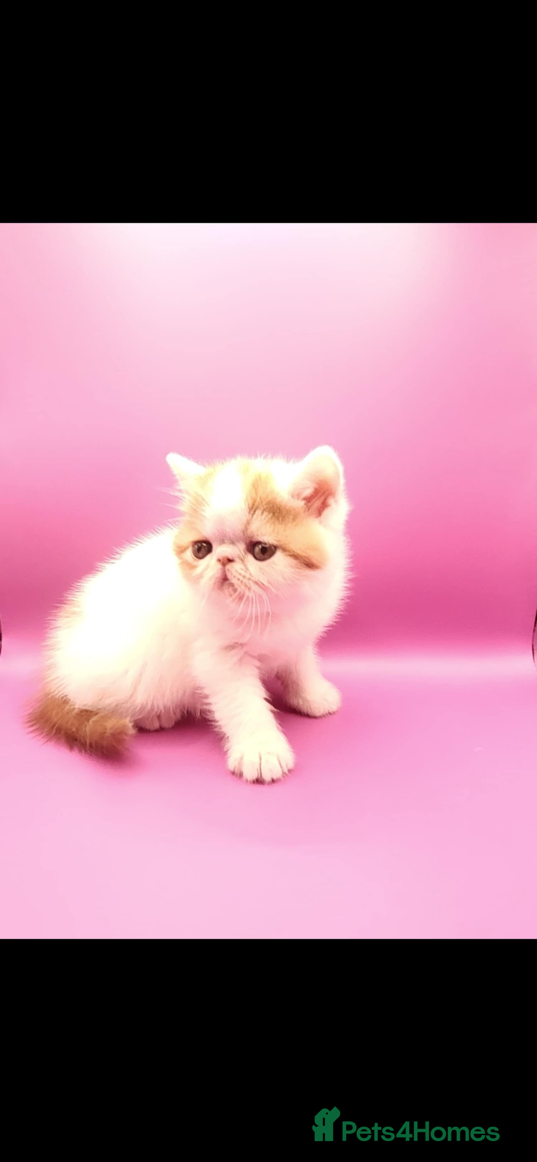 Exotic cats for sale: Exotic kittens  - Advert 31