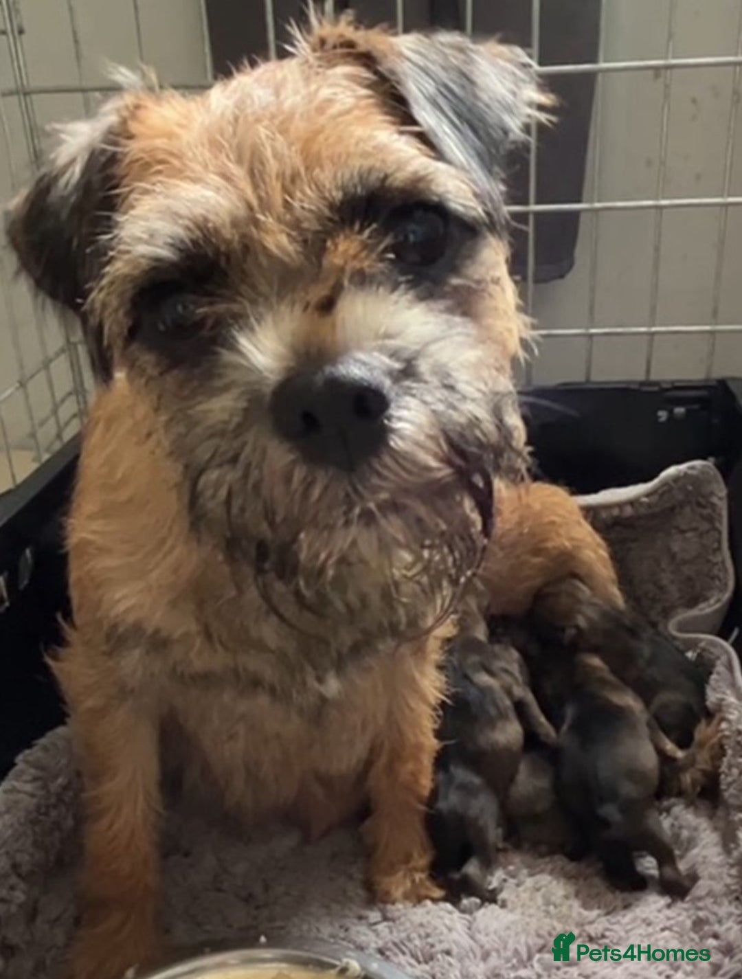 Border Terrier dogs for sale: Border Terrier - Health Tested - 2M 2F - Image 1