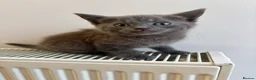Mixed Breed cats for sale: 2 little kittens  - Advert 3