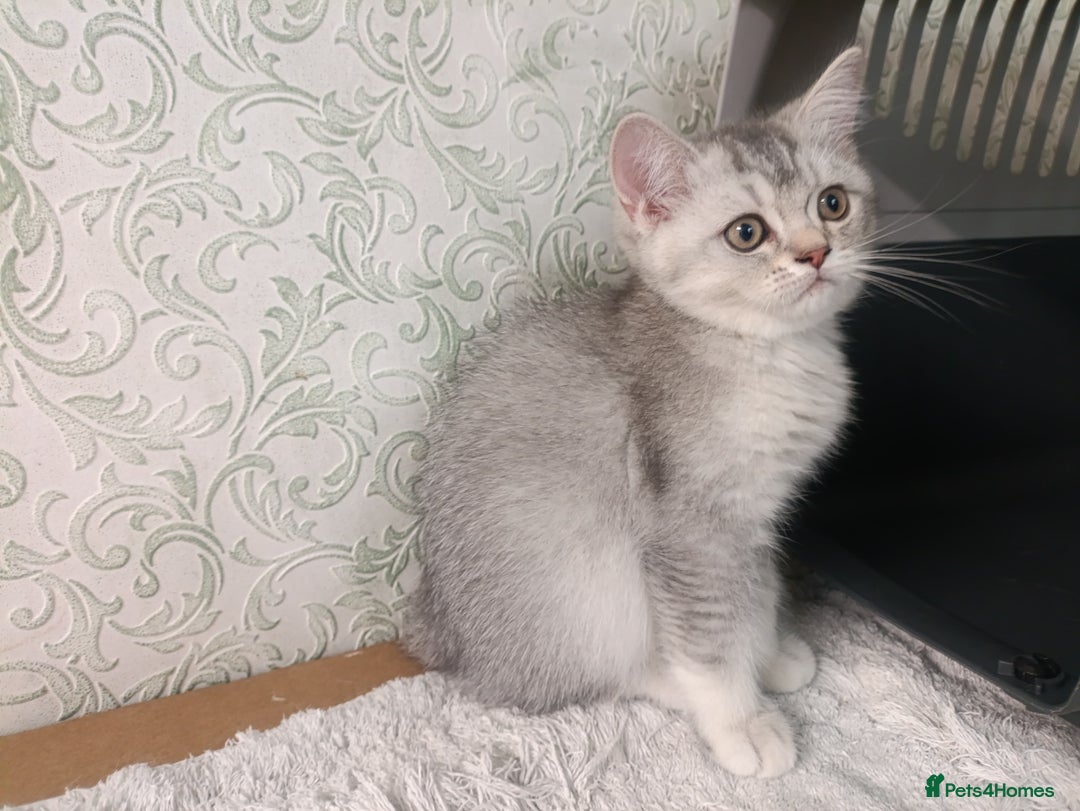 British Shorthair cats for sale: Gorgeous kittens for sale  - Image 14