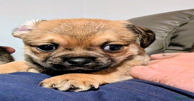 Mixed Breed dogs - Advert 2