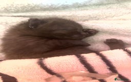 Mixed Breed cats for sale: Sphynx cross kittens - Image 1