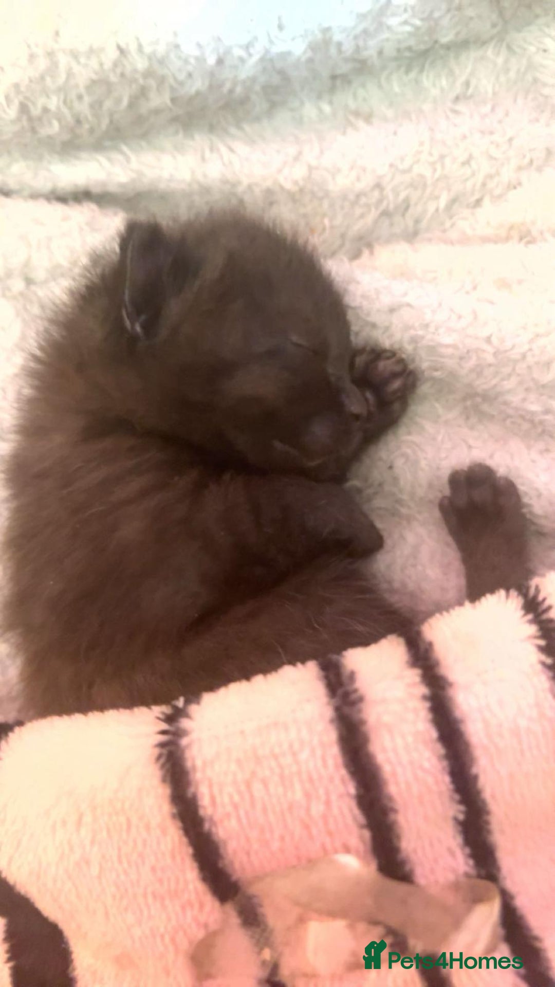 Mixed Breed cats for sale: Sphynx cross kittens - Image 1