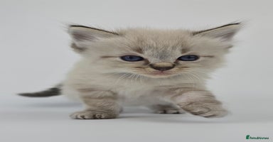Ragdoll cats - Advert 8