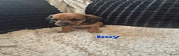Dachshund dogs for sale: Kc dachshund puppies! - Advert 13