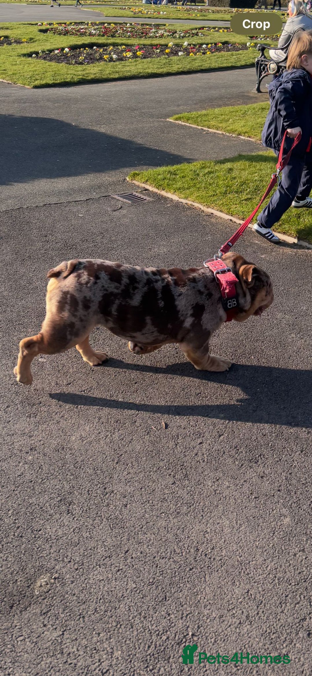 English Bulldog dogs for stud: Chocolate Merle Male English Bulldog - Image 4
