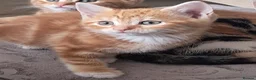 Mixed Breed cats for sale: Rare beautiful ginger tabby girl in Harlow - Advert 8