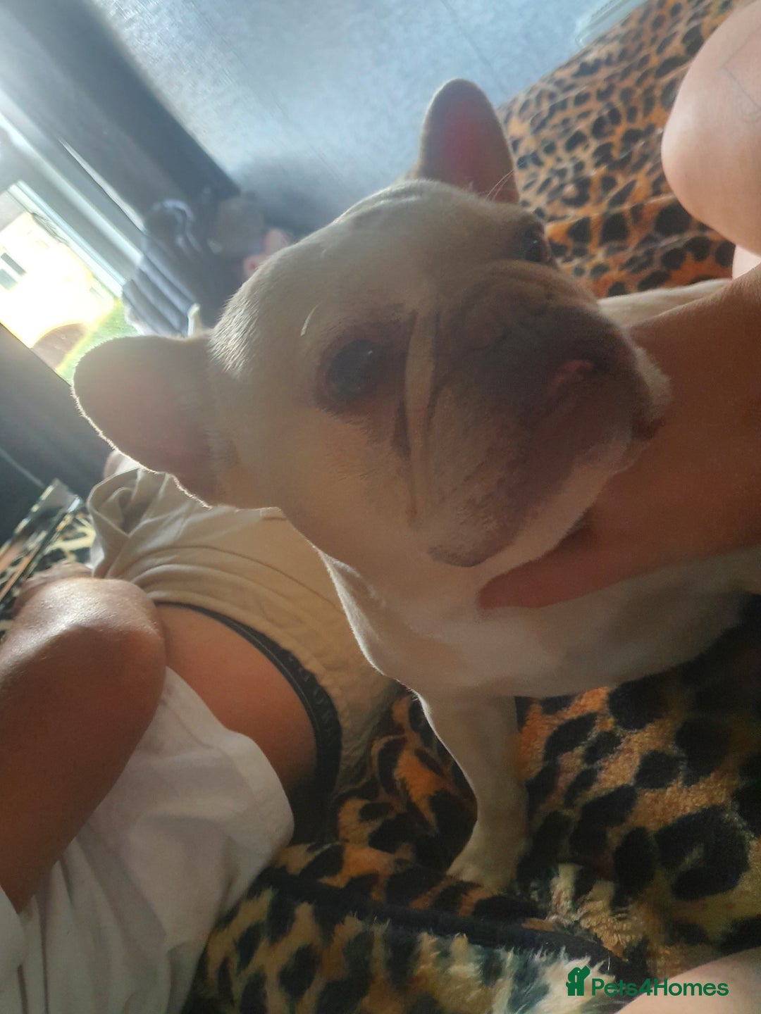 French Bulldog dogs for sale: Beautiful white female frenchie - Image 9