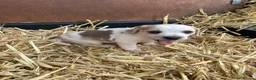 Beagle dogs for sale: 2 Beautiful beagle puppies  - Advert 9