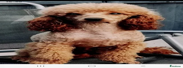 Teddy