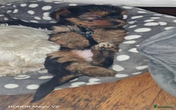 Yorkshire Terrier dogs for sale: 2 Beautiful Yorkshire Terrier Puppy Boys.  - Image 8