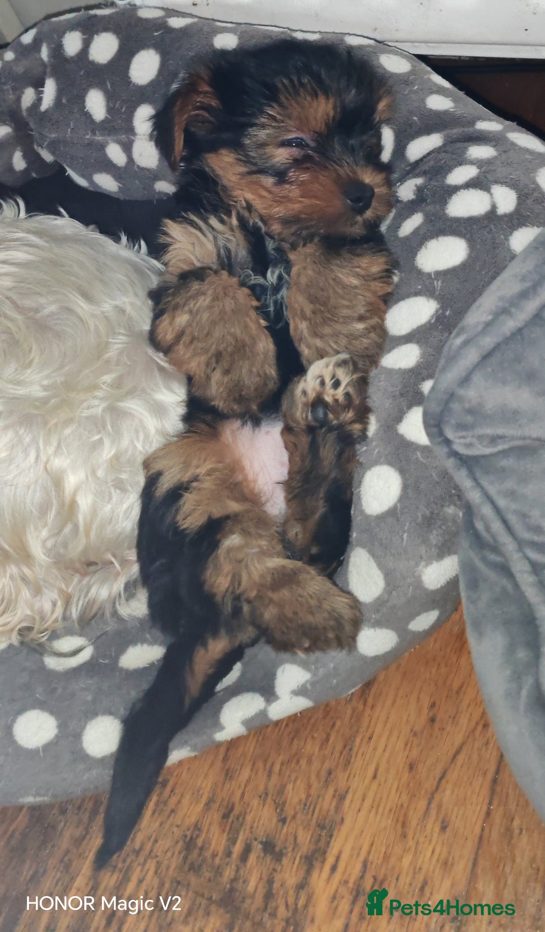 Yorkshire Terrier dogs for sale: 2 Beautiful Yorkshire Terrier Puppy Boys.  - Image 8