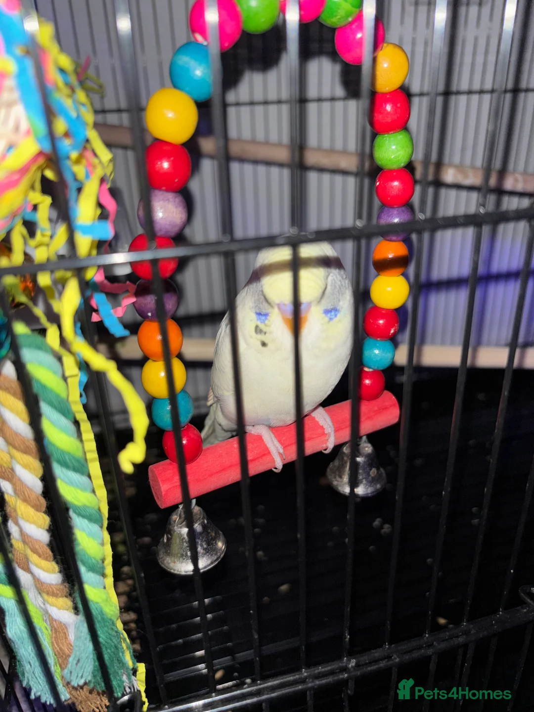 Budgerigars birds for sale: Unique Male Budgie - Advert 5