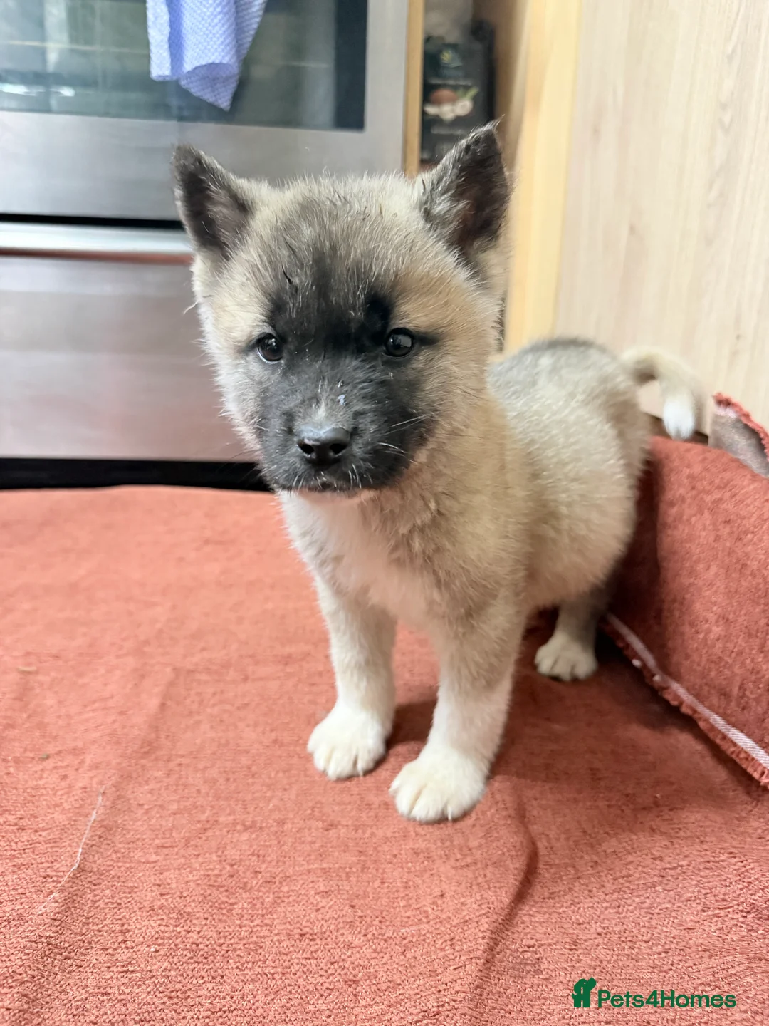Akita dogs for sale: American Akita - Advert 12