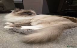 Ragdoll cats for sale: 💎 2 Exceptional Pedigree Ragdolls-young adults💎 - Image 8