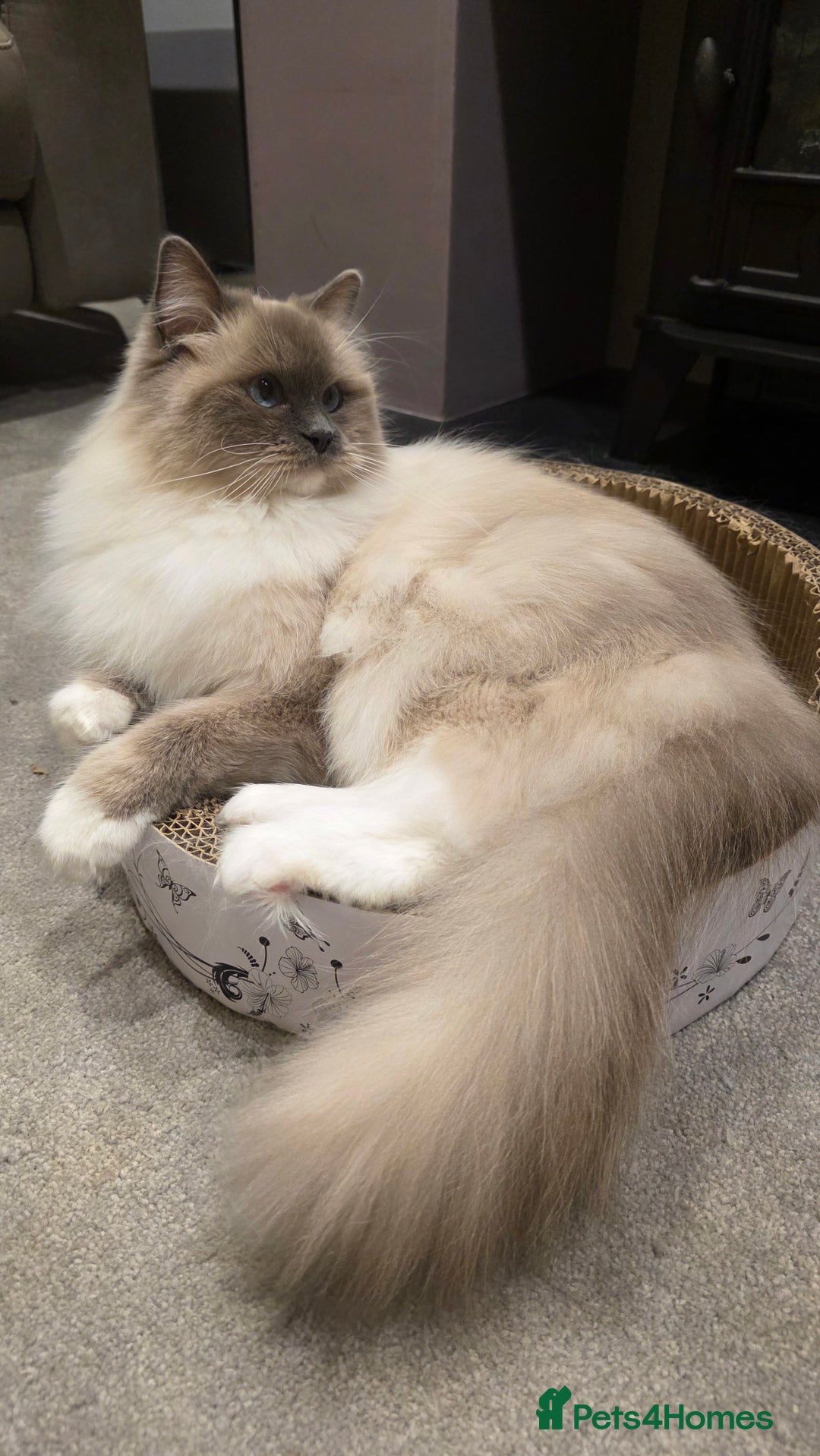 Ragdoll cats for sale: 💎 2 Exceptional Pedigree Ragdolls-young adults💎 - Image 8