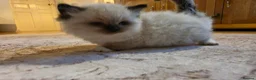 Ragdoll cats for sale: Seal mitted ragdoll kittens ready 26/9 - Advert 17