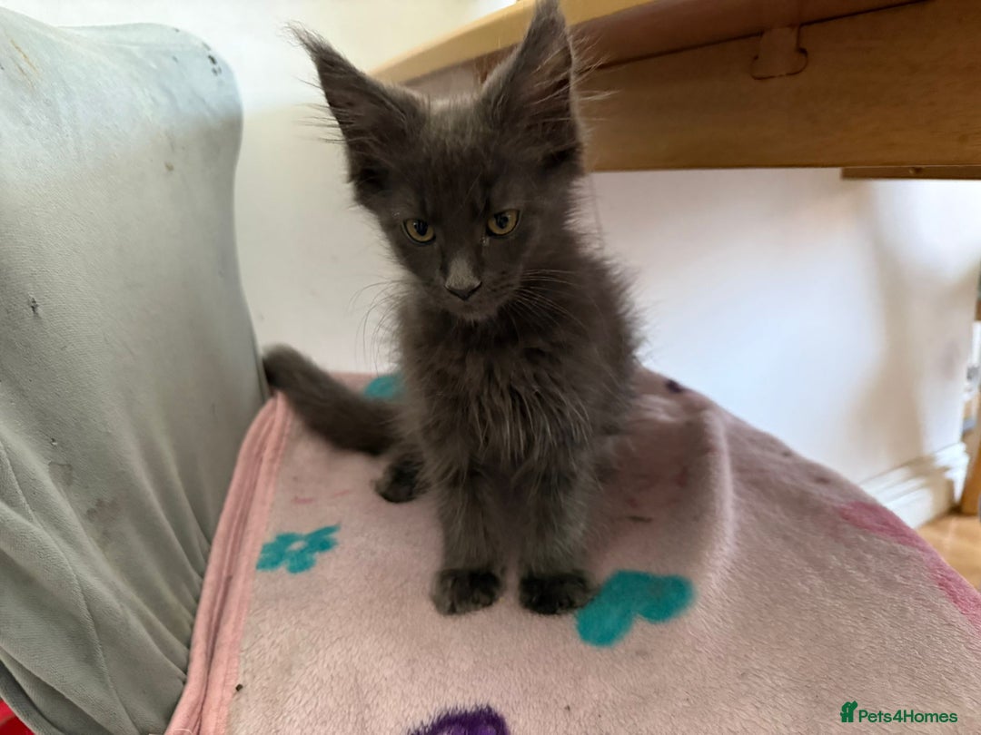 Maine Coon cats for sale: Little kittens  - Image 4