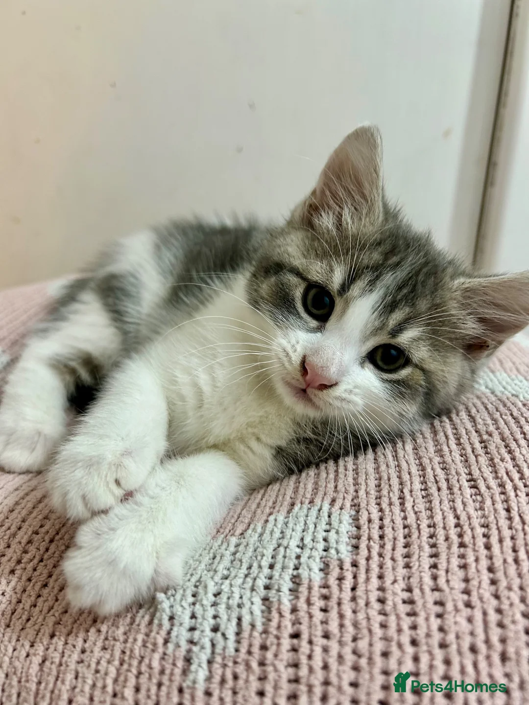 Mixed Breed cats for sale: Female kitten for sale in Leeds - Advert 2