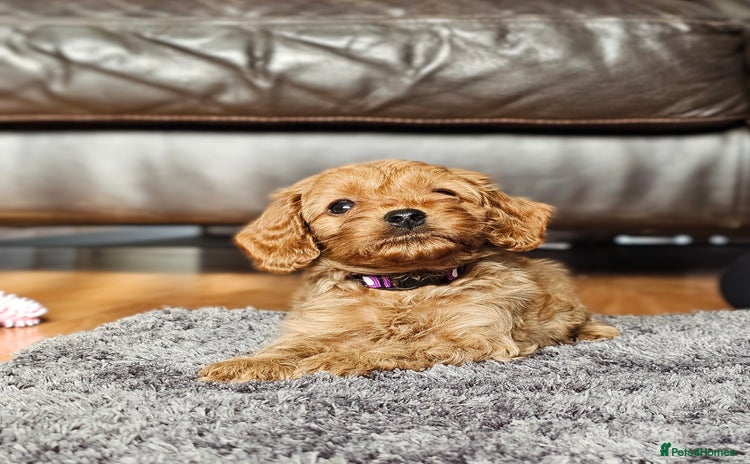 Cavapoo dogs - Advert 1