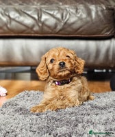 Cavapoo dogs - Advert 12