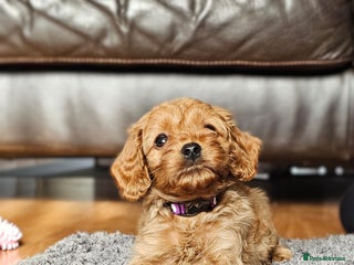 Cavapoo dogs - Advert 4