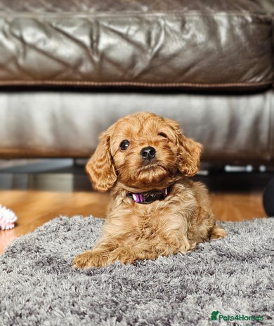 Cavapoo dogs - Advert 1