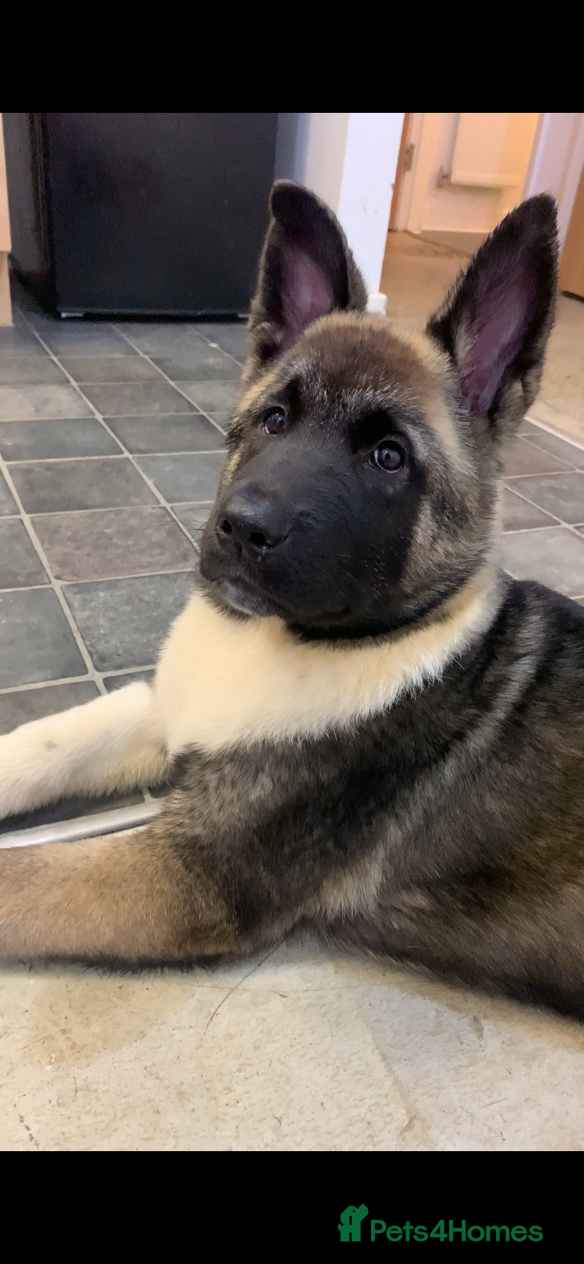 Akita dogs American Akita puppies - Advert 15