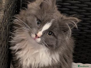 Maine Coon cats Maine Coon pedigree kittens - Advert 5