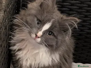 Maine Coon cats Maine Coon pedigree kittens - Advert 2