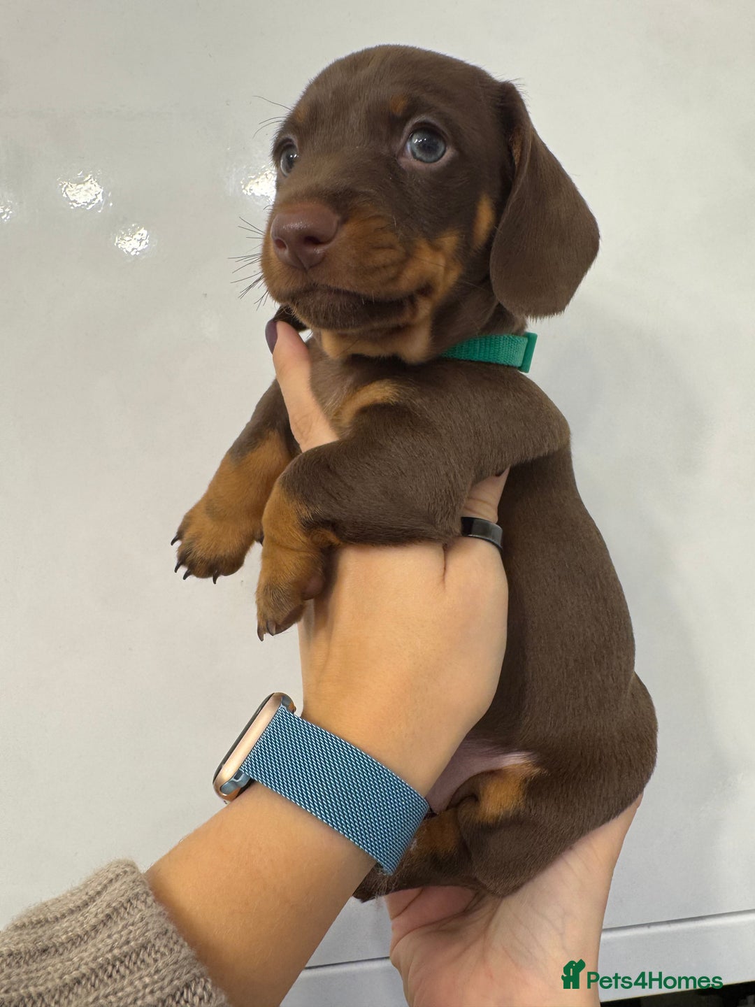 Miniature Dachshund dogs for sale: KC reg miniature dachshund puppies 4 girls 4 boys - Advert 9