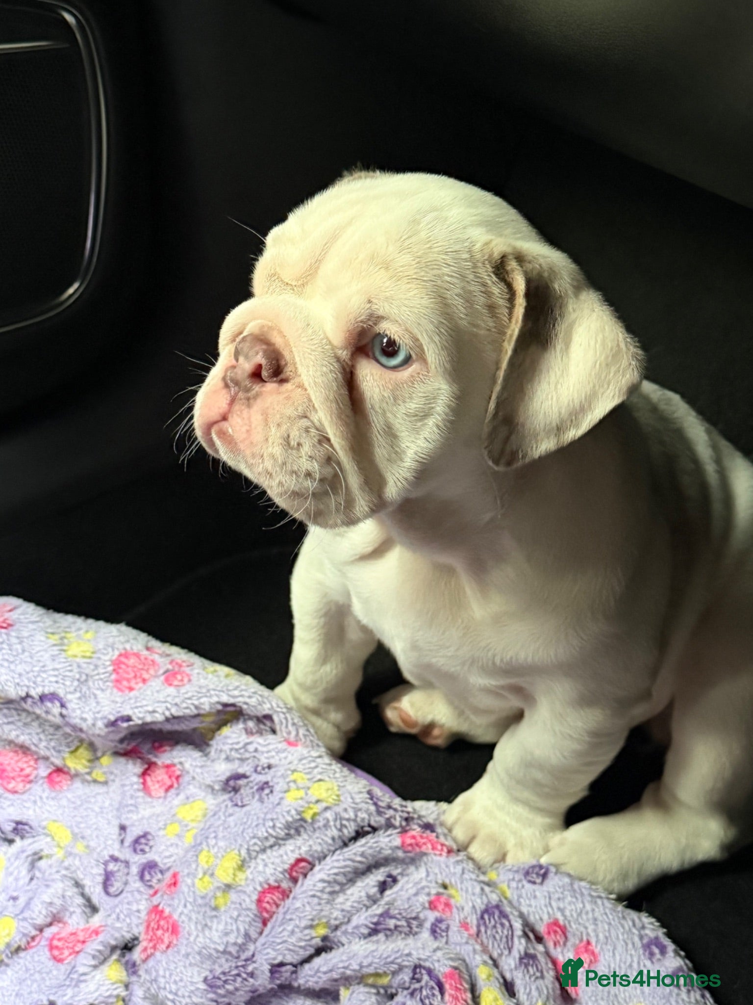 English Bulldog dogs ✨Last little lady English Bulldog - KC Reg✨ - Advert 2