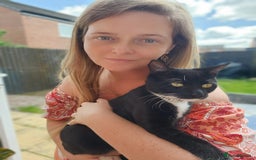 Mixed Breed cats for sale: Loving male cat for rehoming - Image 1